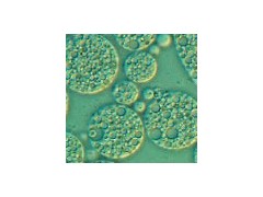 宜興賽爾生物提供無錫免疫佐劑，價(jià)