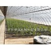 溫室大棚專業(yè)建設廠家|直銷日光溫室大棚