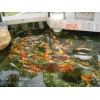 南京市單位園區(qū)錦鯉魚池水過濾循環(huán)系統(tǒng)安裝！